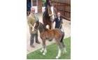 Hillside Shire Horse Sanctuary