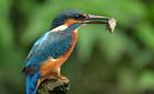 Kingfisher