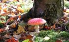 Fungi
