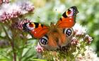 Peacock butterfly