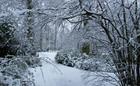 Winter Wonderland