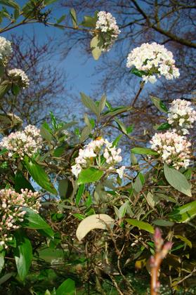 Raveningham Gardens – Special May Day Bank Holiday Opening