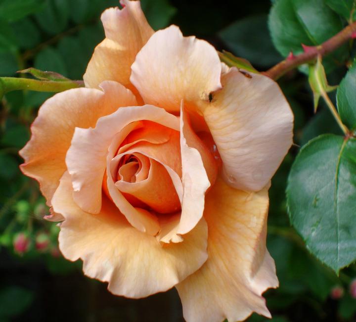 Raveningham Gardens – Special June Rose Weeks
