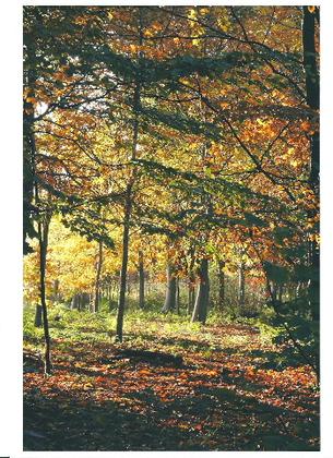 Fairhaven Garden – Light Fantastic Photography Competition – Exhibition