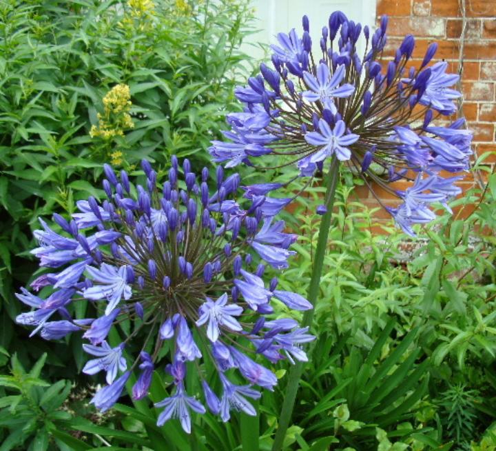 Raveningham Gardens Agapanthus Week