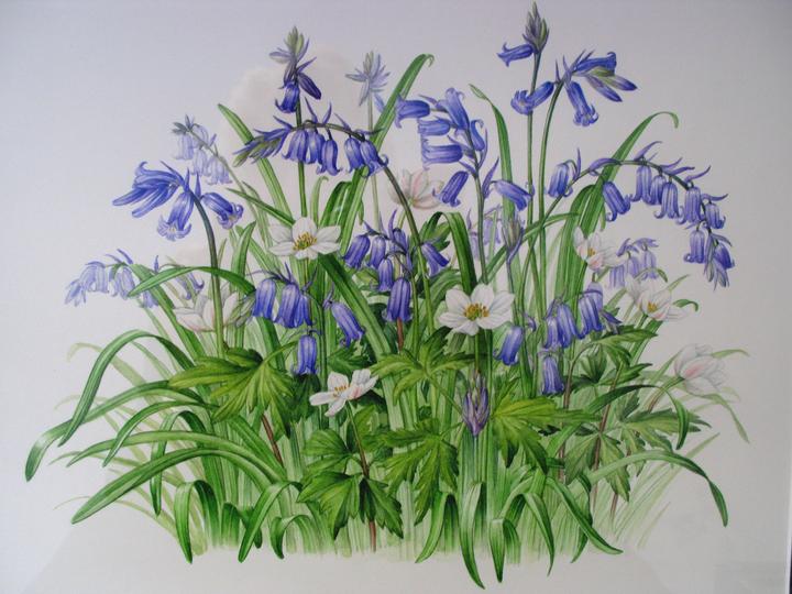 Botanical illustration- Spring flowers