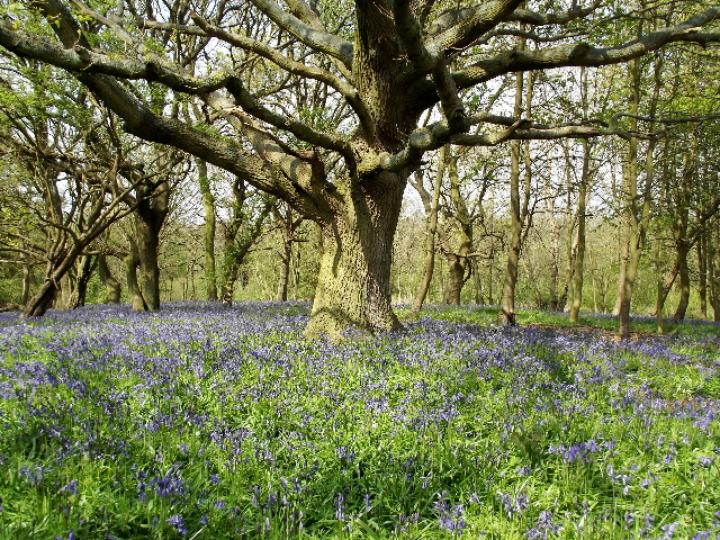 Guided Walk to Bluebell Woodland at Sotshole Broad