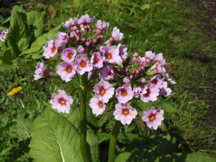 Candelabra Primula Walk