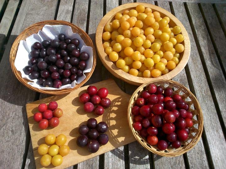 Hedgerow Harvest