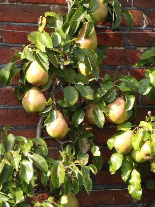 Autumn Vegetable Week