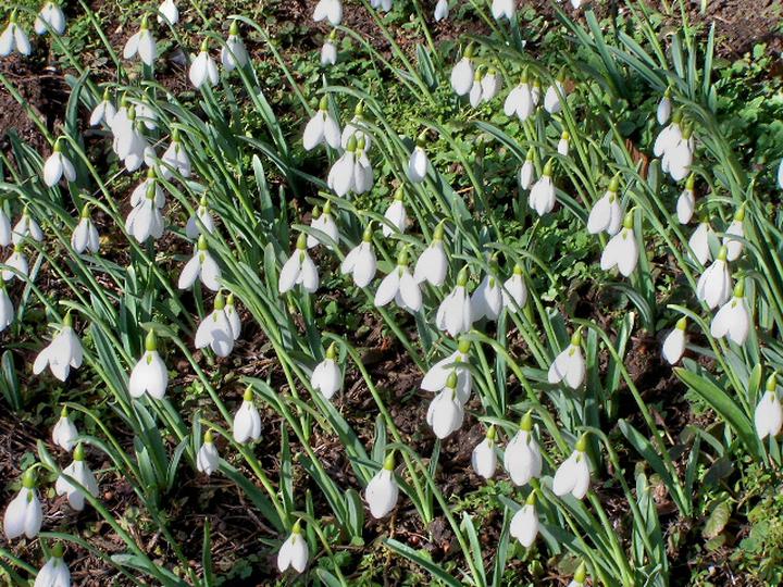 Raveningham Gardens Snowdrop Season