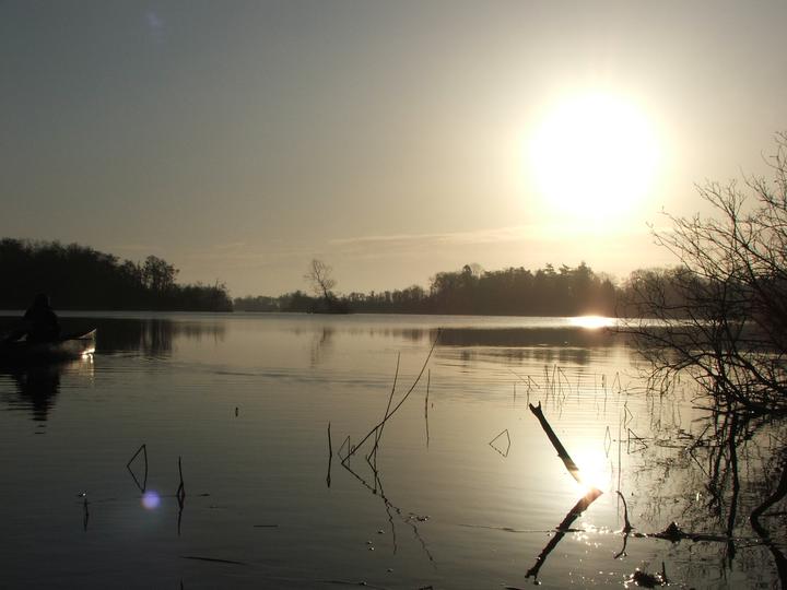 Dawn Chorus