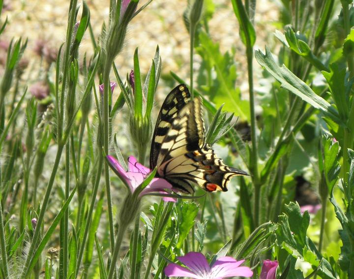 Go Wild at Barton Broad