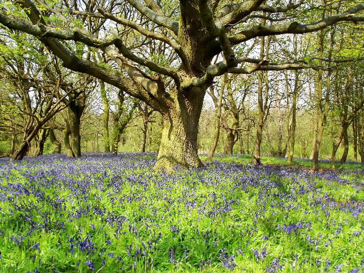 Bluebell Woodland at Sotshole Broad
