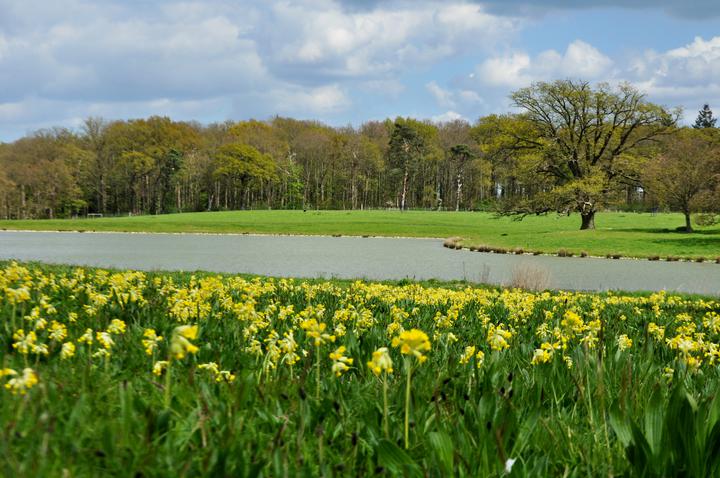 Raveningham Gardens Spring Flowers Week