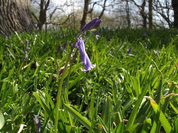 Bluebells Guided Walk