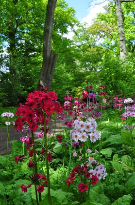 Candelabra Primula Tour