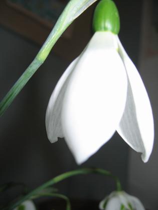 Raveningham Gardens Snowdrop Spectacular