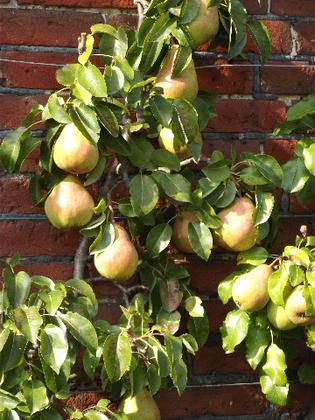Raveningham Gardens Fruit and Vegetables Week