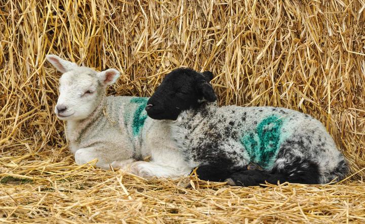 Lambing Weekend