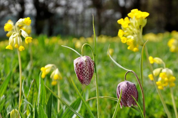 Spring Flowers Week