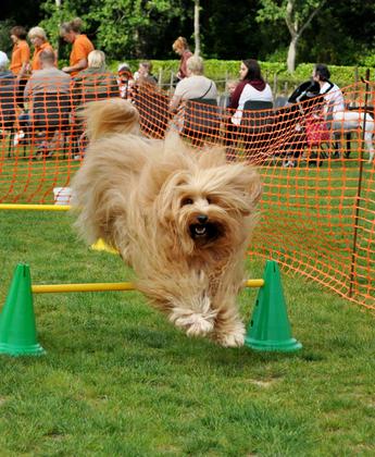 Fairhaven Dog Day