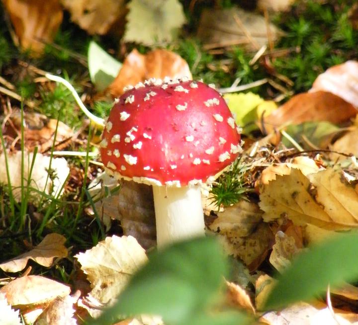 Fungi Foray