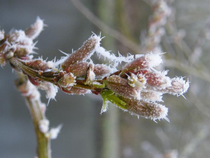 New Year's Day Guided Walk at Fairhaven Garden