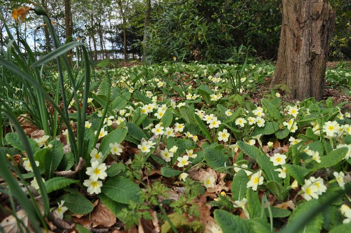 Mothering Sunday Guided Walk