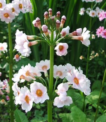 Spring Plant Fair