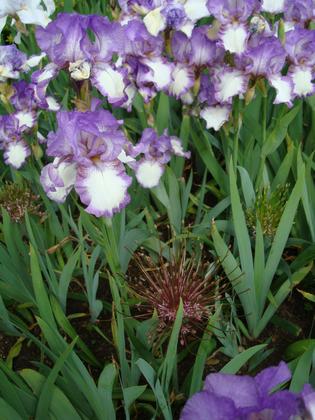 Raveningham Gardens Special Spring Bank Holiday Opening