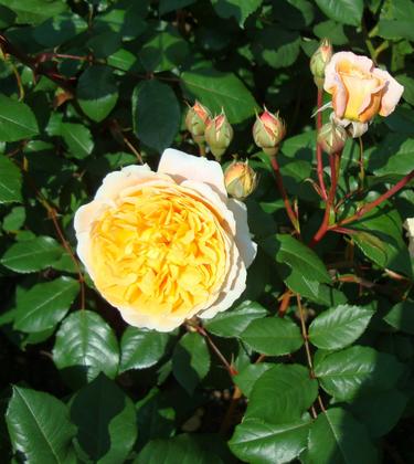 Raveningham Gardens – Special June Rose Weeks