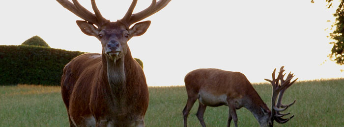 Holkham