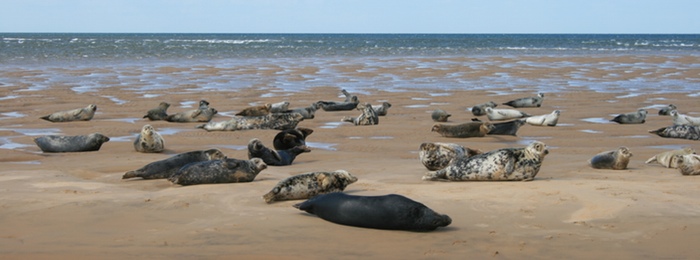 seal tours morston