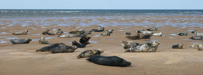 Coastal Tours & Seal Trips in North Norfolk