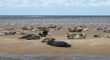 Coastal Tours & Seal Trips in Suffolk