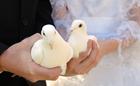 Hold your doves before releasing them