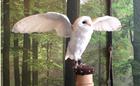 Happisburgh Owls