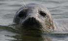 Blakeney Point Seal Trips