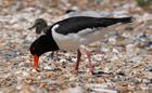 Oyster Catcher and Chick