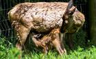 Deer Calf and Mother