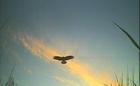 Marsh harrier at sunset