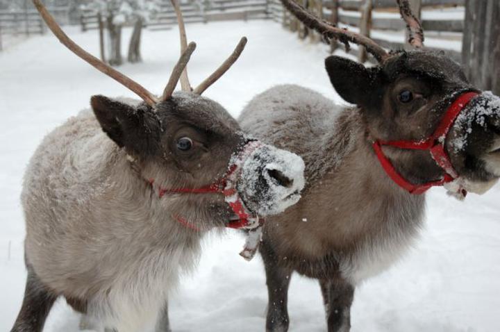 Clare Christmas Fair and Xmas Lights Switch On