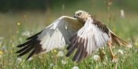 Birds For Beginners at Minsmere