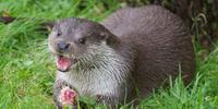 Otter tracks and signs at RSPB Minsmere